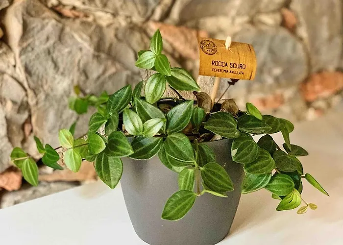 Casa Azul * 帕爾馬